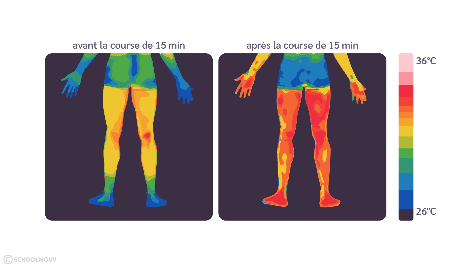 Température des jambes d’un individu avant (gauche) et après (droite) une course intense