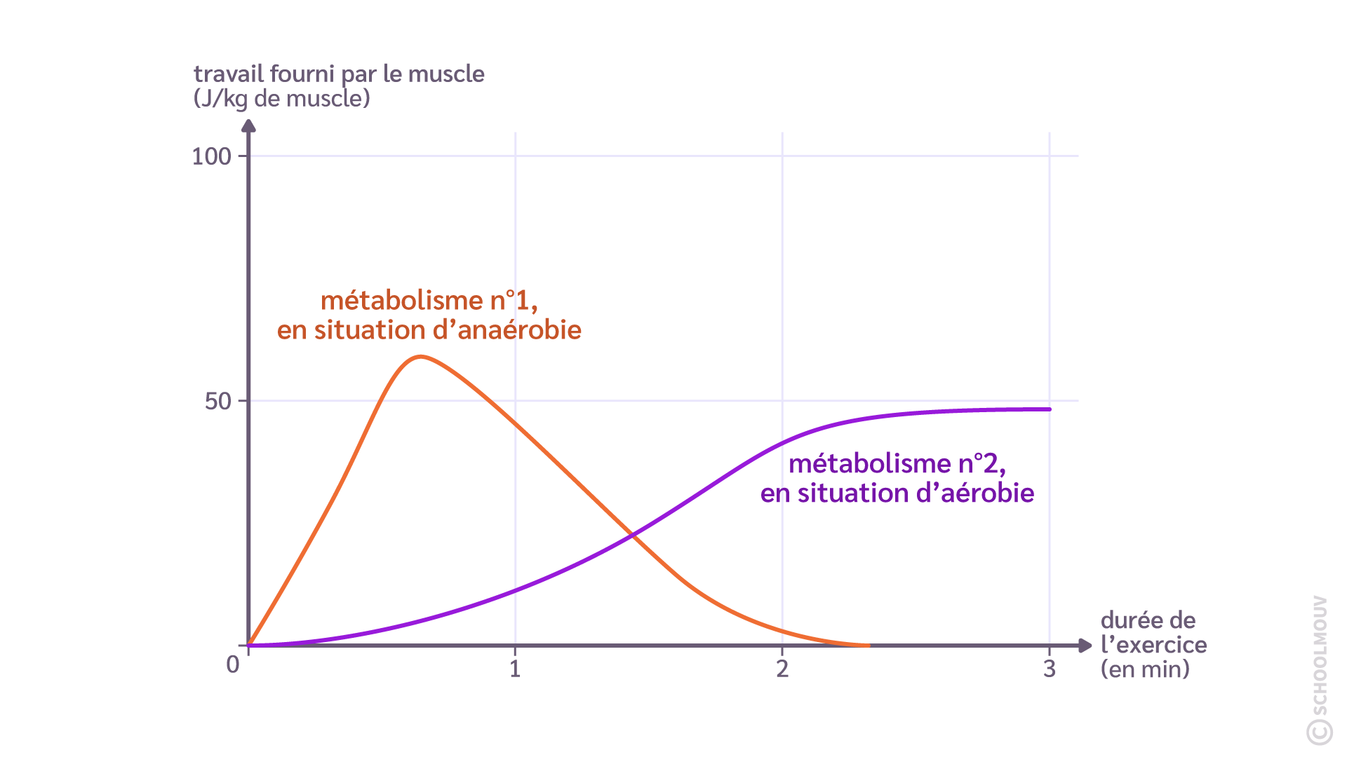 Succession dans le temps des deux métabolismes permettant au muscle d’augmenter sa production énergétique pendant l’effort