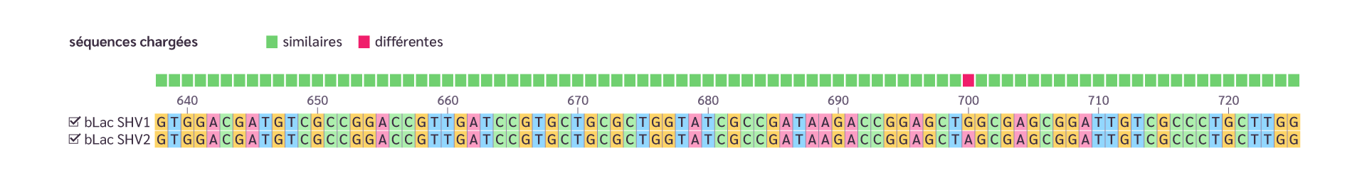 Le gène de la β-lactamase