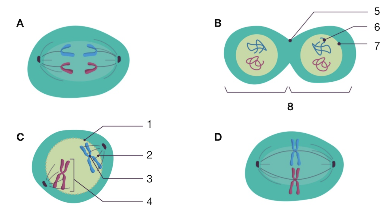 phases de la mitose dans le désordre