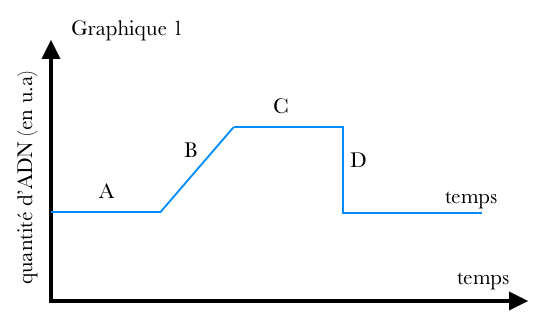 cycle cellulaire normal