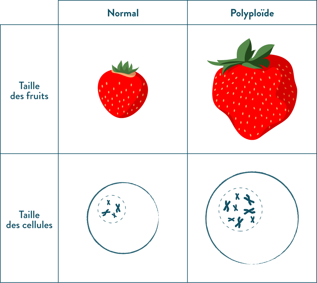 Fruits normaux et fruits polyploïdes