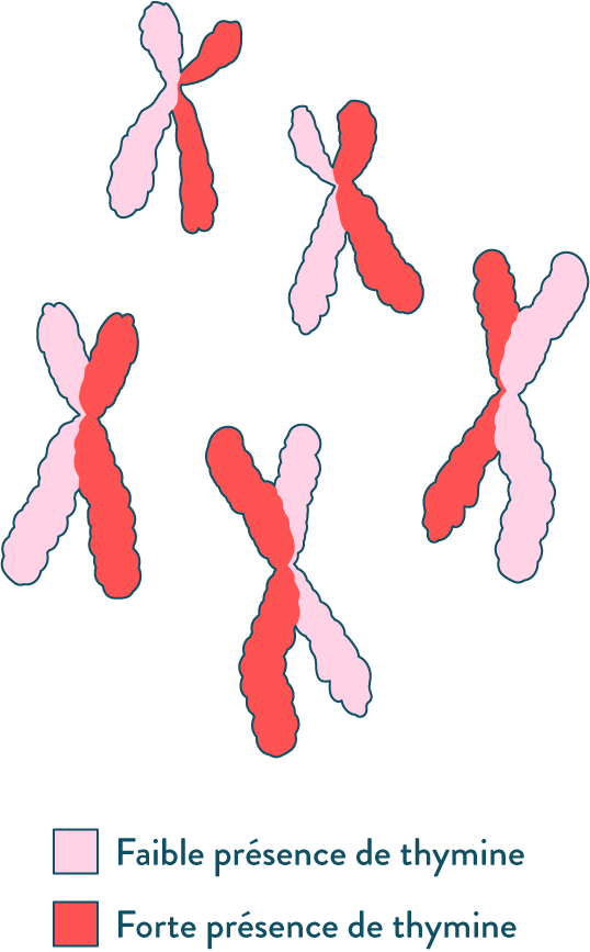 observation des chromosomes en mitose après coloration