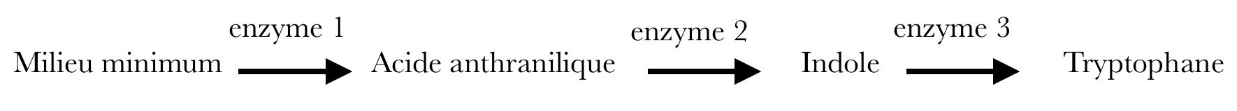 voie de synthèse du tryptophane chez Neurospora crassa