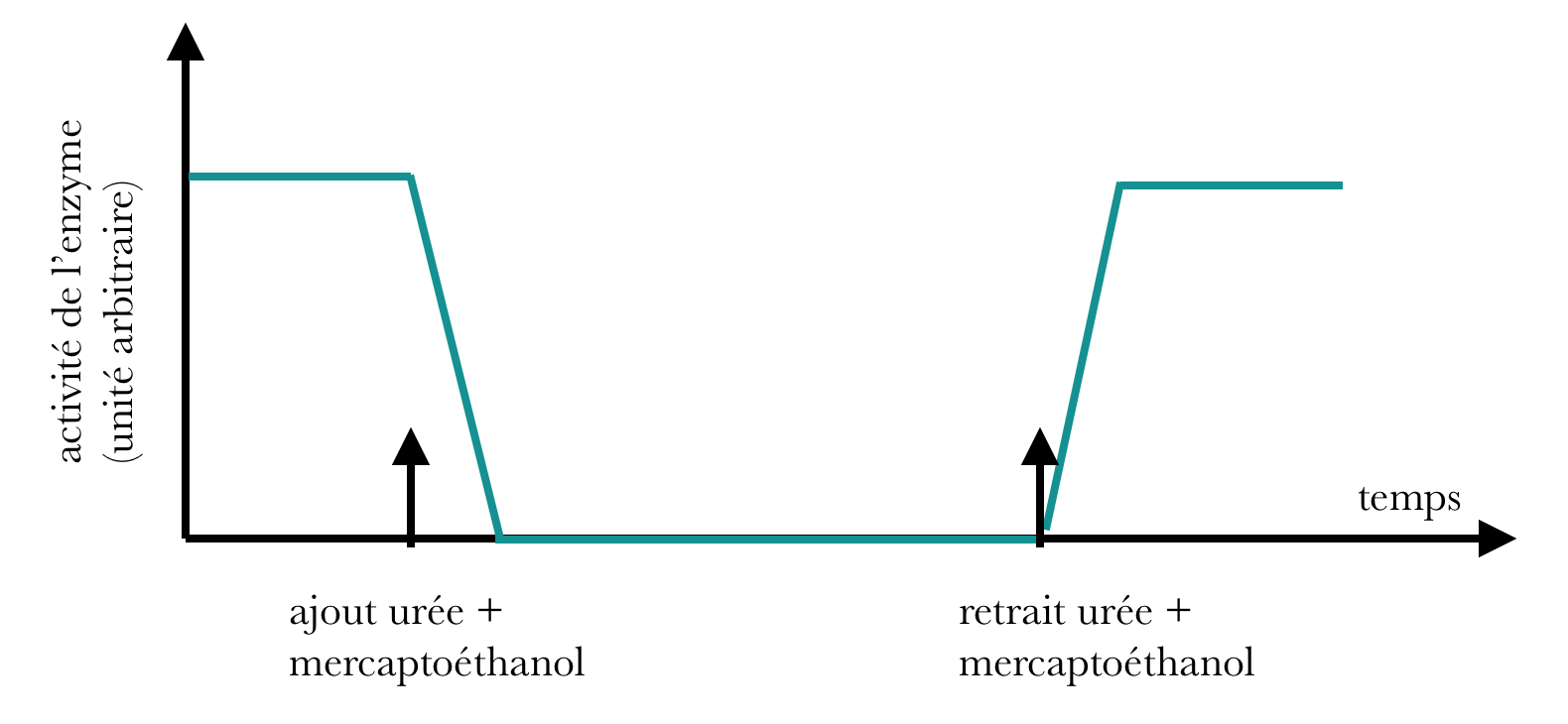 la ribonucléase a été mise en contact avec du mercaptoéthanol et de l’urée