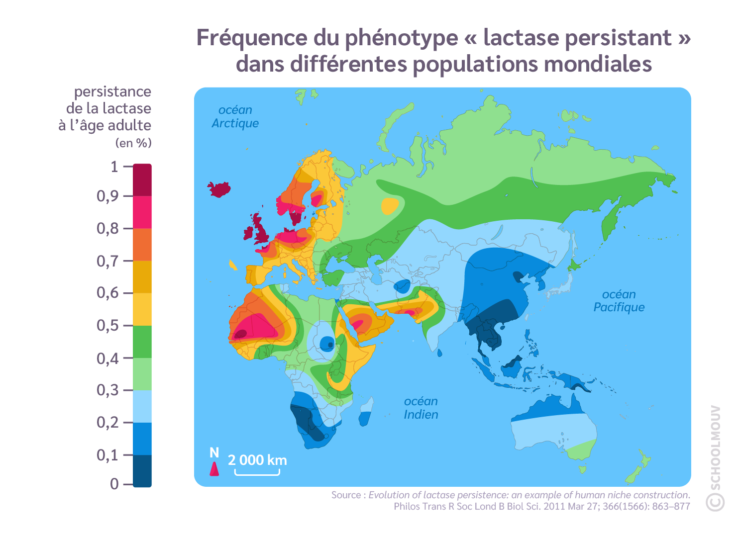 La digestion du lait par les populations humaines