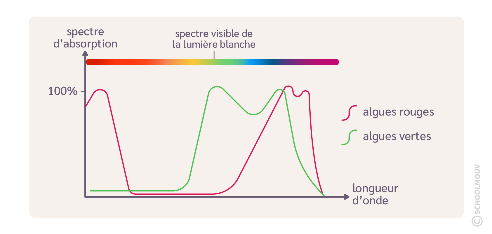 Spectre d’absorption des deux algues