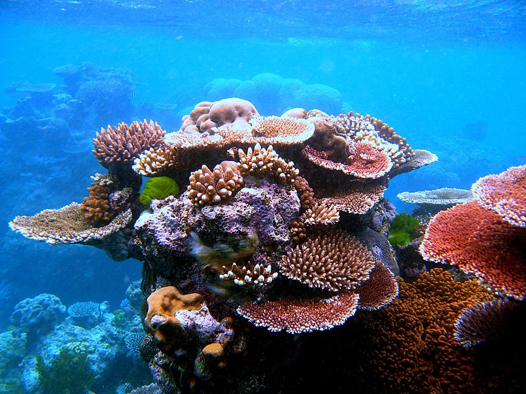 corail