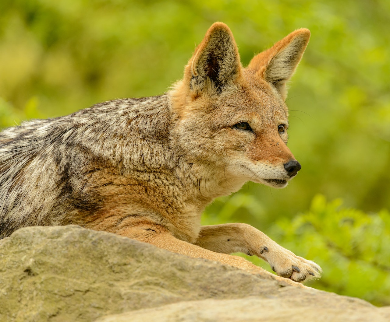 renard
