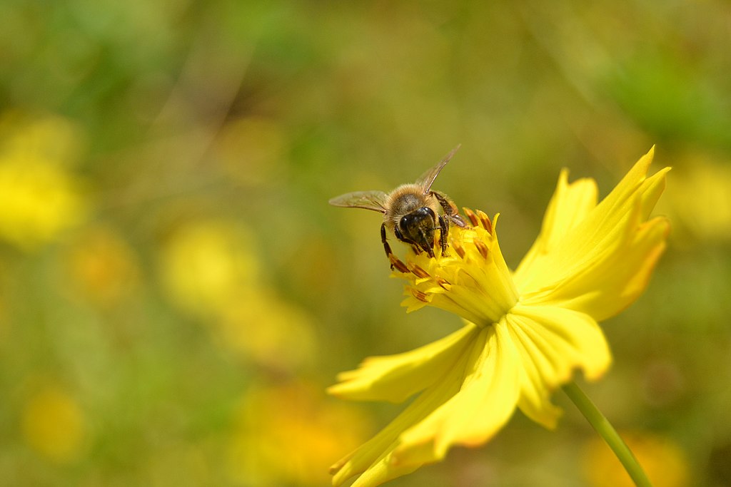 abeille