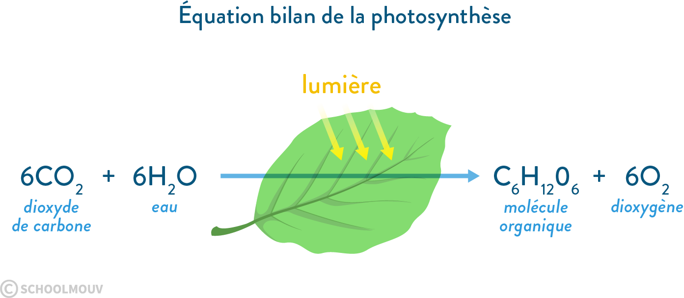 Équation bilan de la photosynthèse