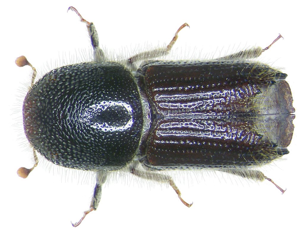 scolyte