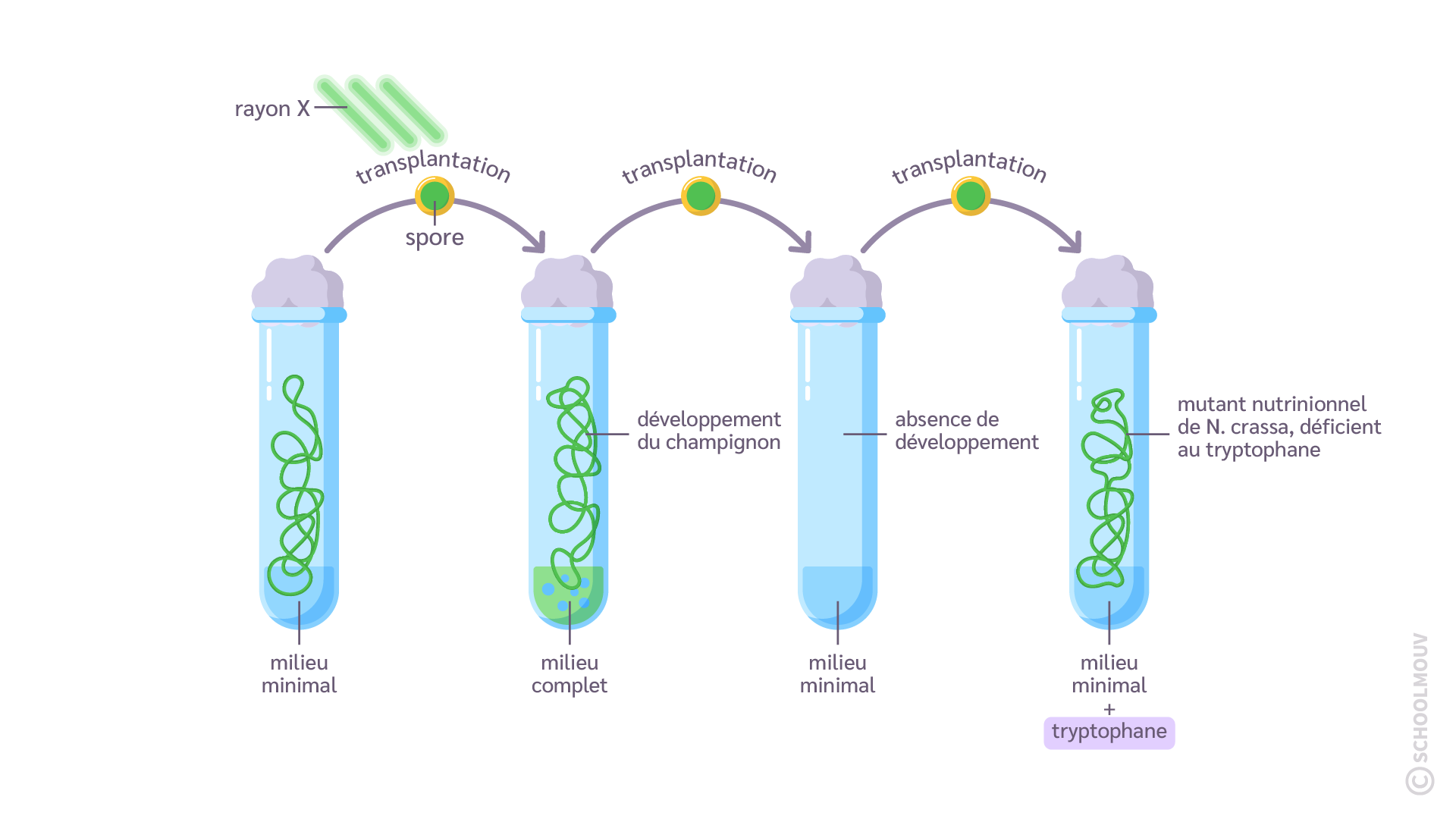 Production de mutants nutritionnels de Neurospora crassa
