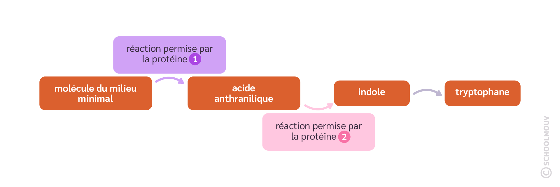 La voie de synthèse du tryptophane chez N. Crassa