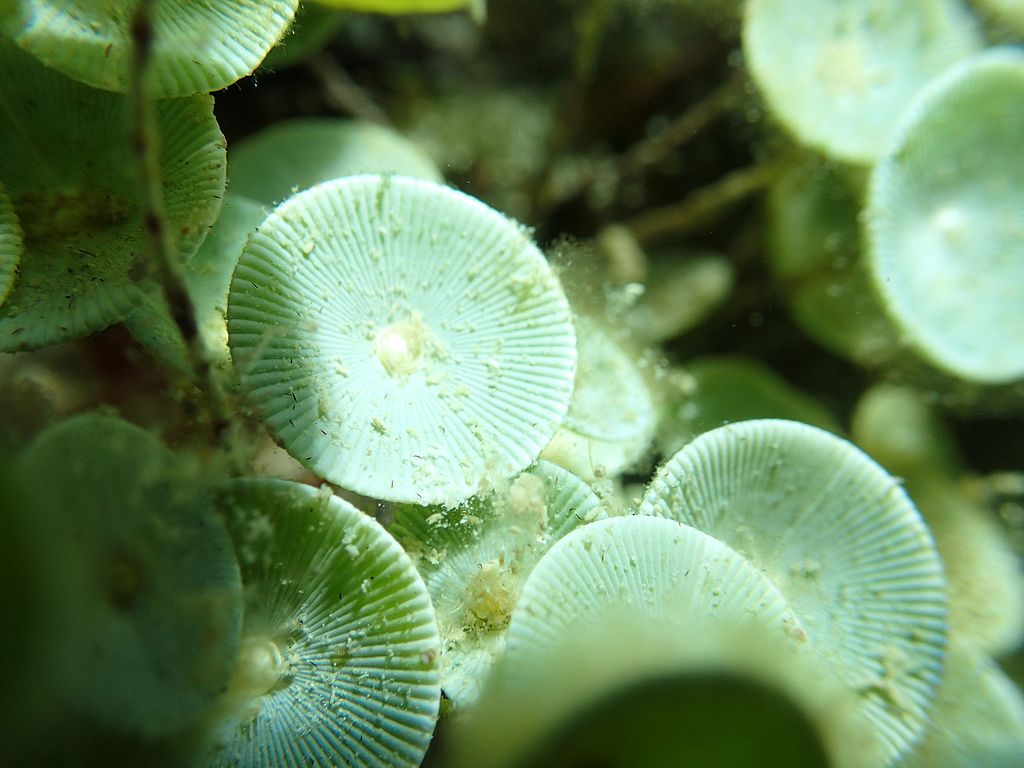 Acetabularia
