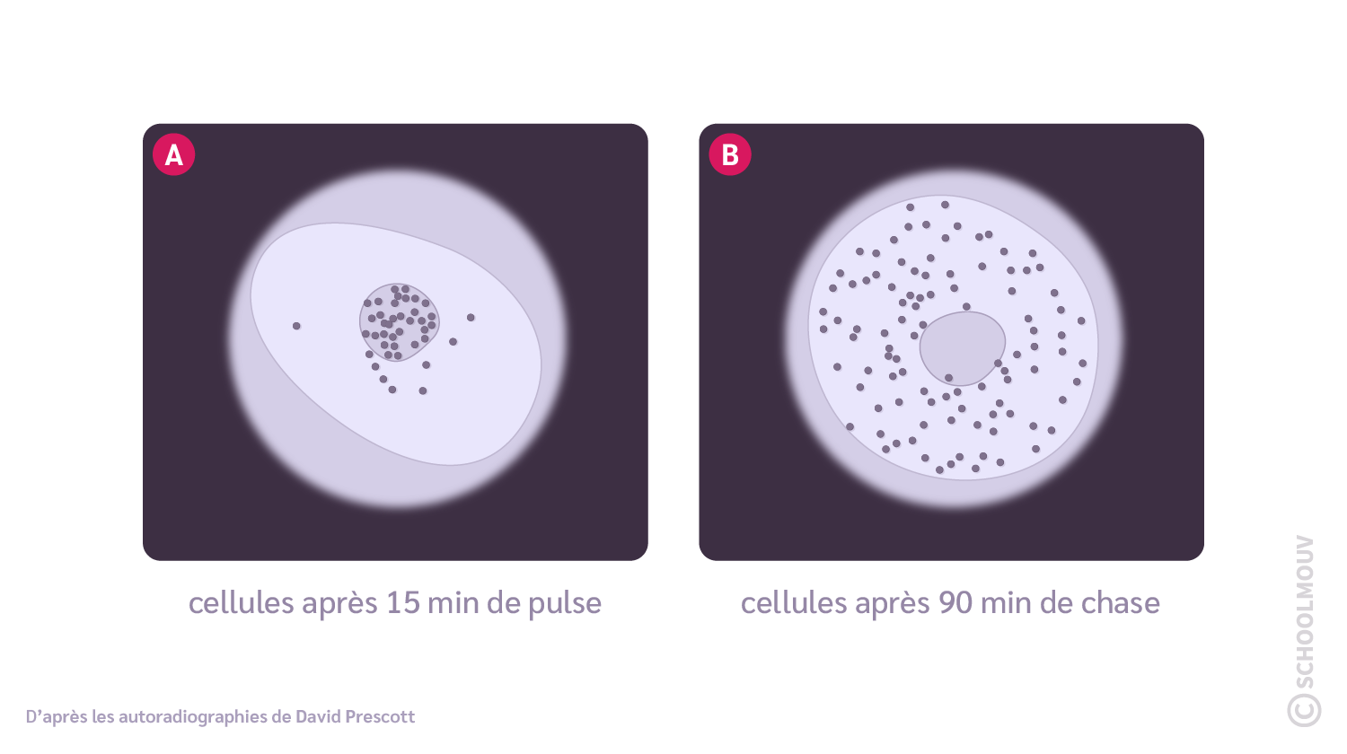 Expérience de pulse-chase