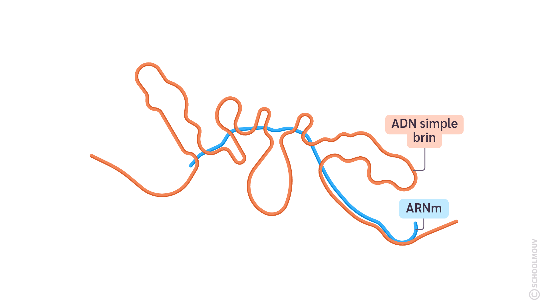 Expérience d’hybridation entre l’ADN et l’ARN messager