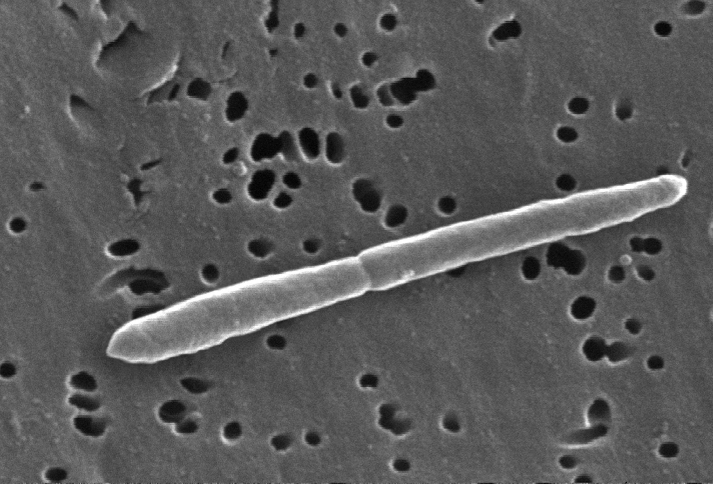 Reproduction de la bactérie E. Ccoli 