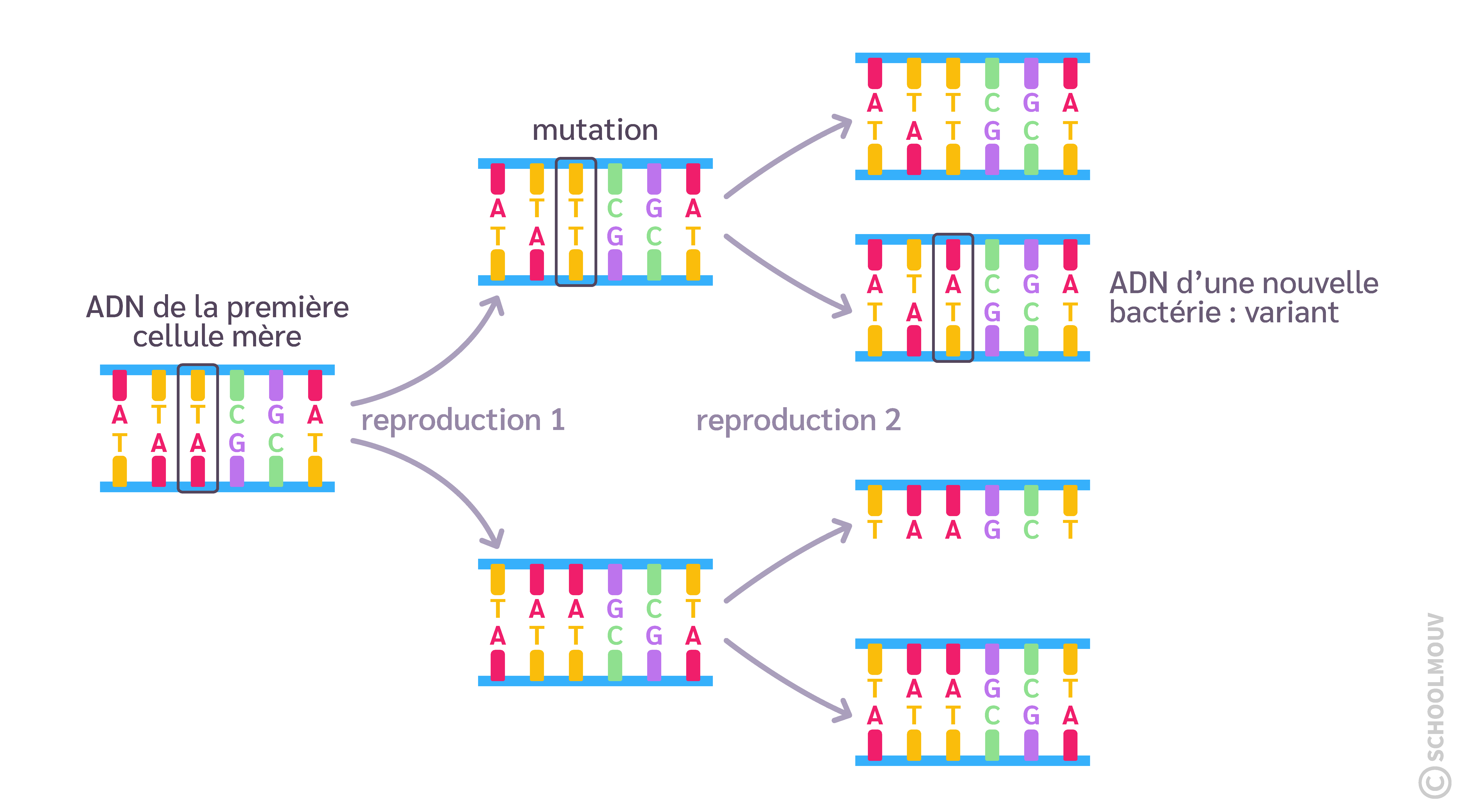 Fidélité de la réplication de l’ADN bactérien