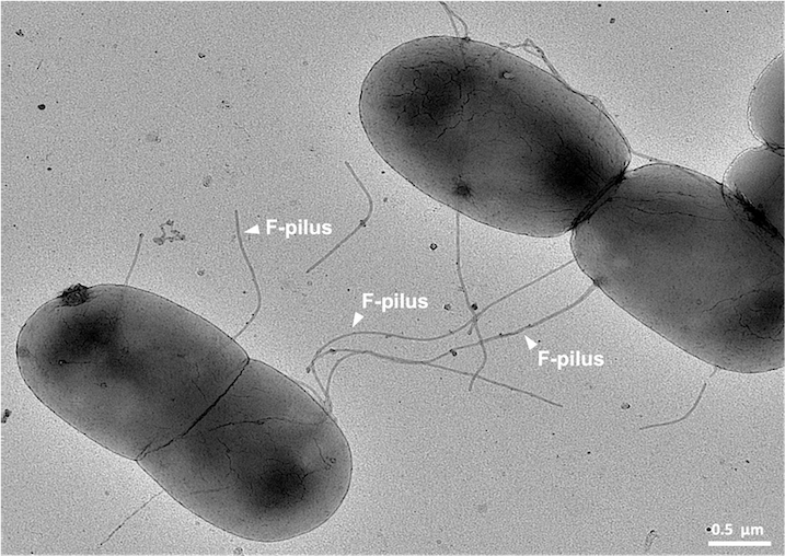 image de pili entre deux bactéries