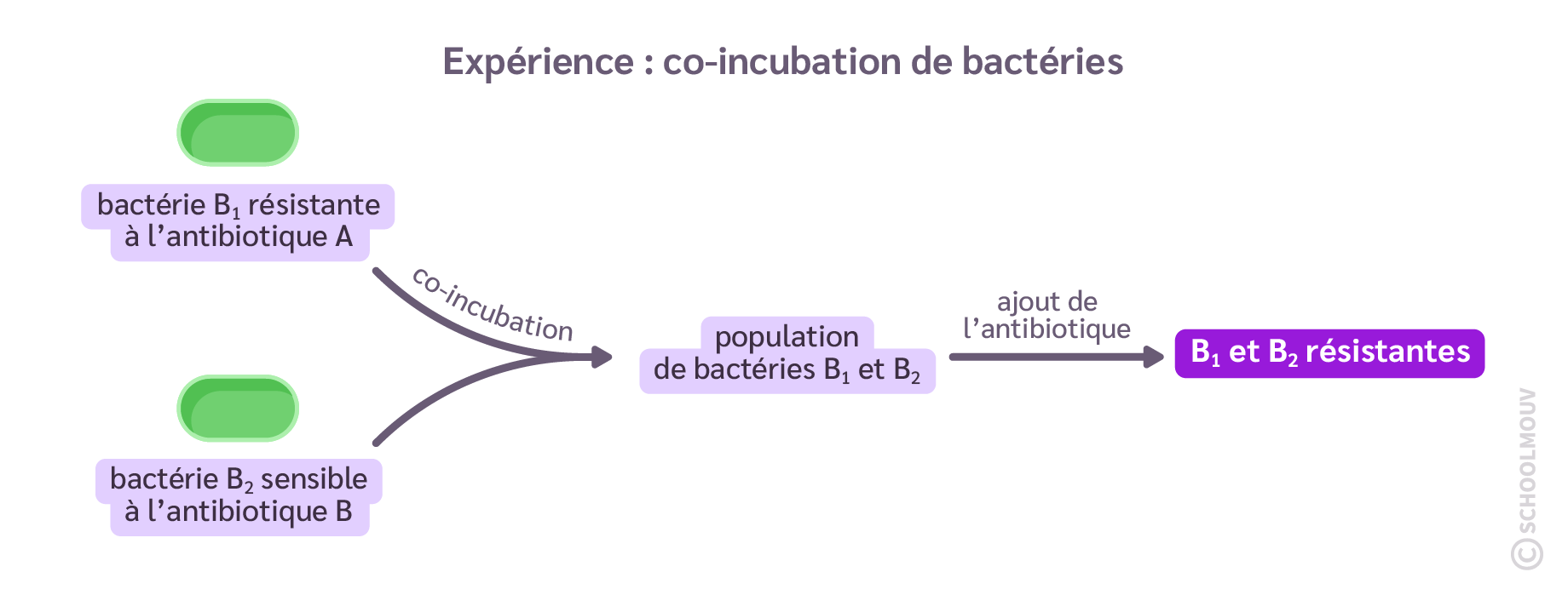 schéma d’une co-incubation de bactéries