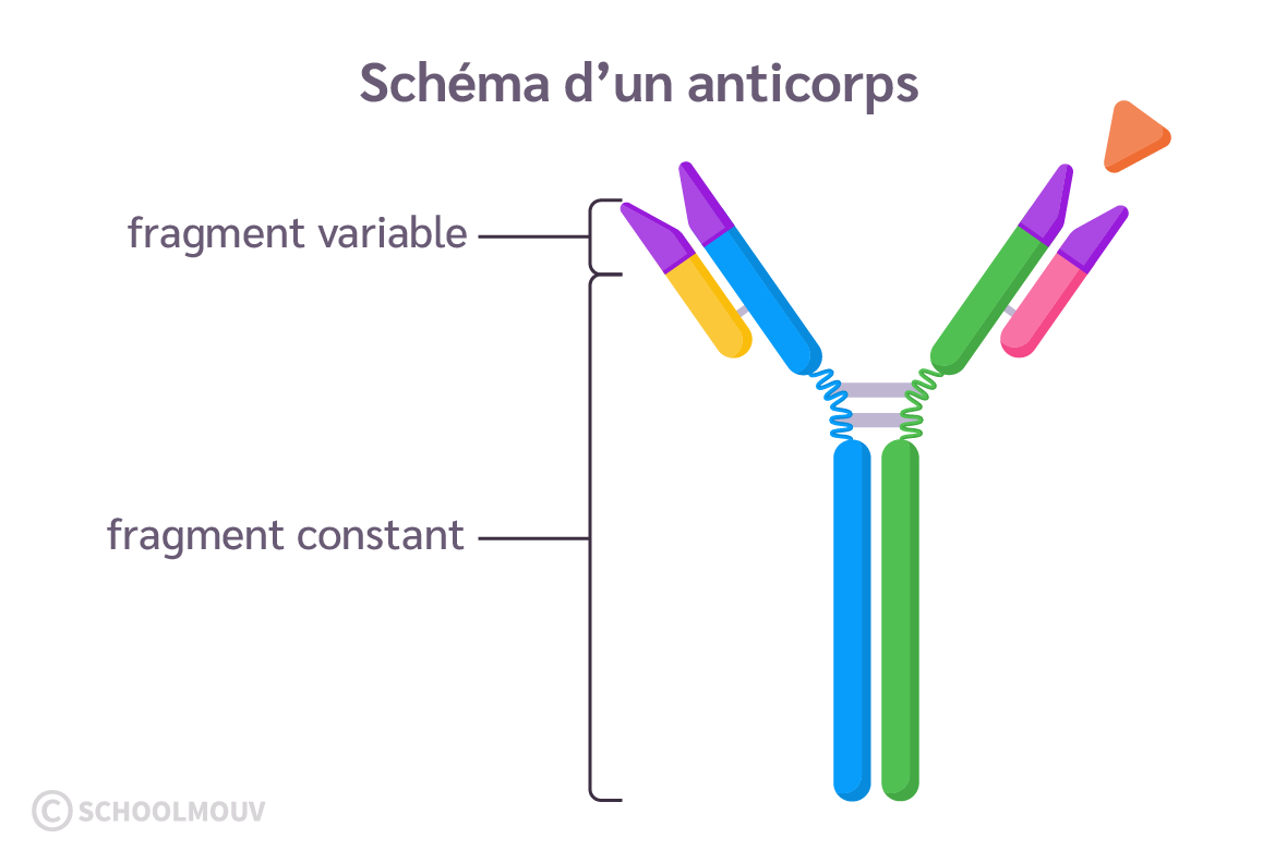 Schéma de la structure d’un anticorps