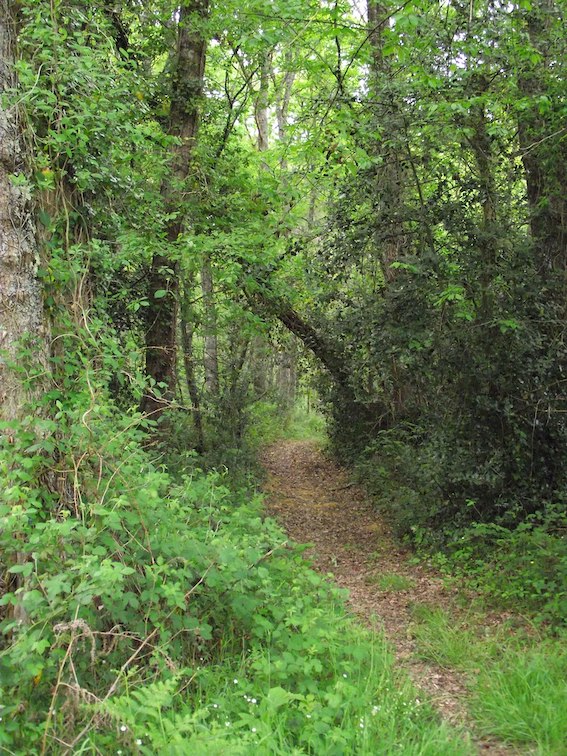Forêt de Clarens (Hautes-Pyrénées, France)
