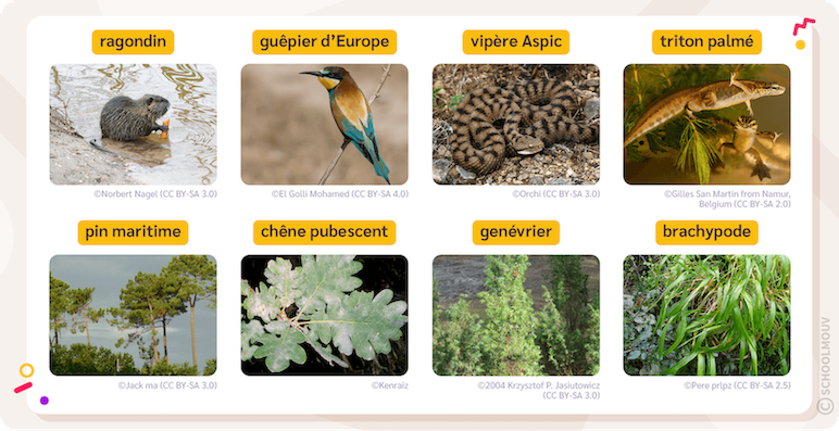 Diversité animale et végétale dans la forêt de Fontainebleau