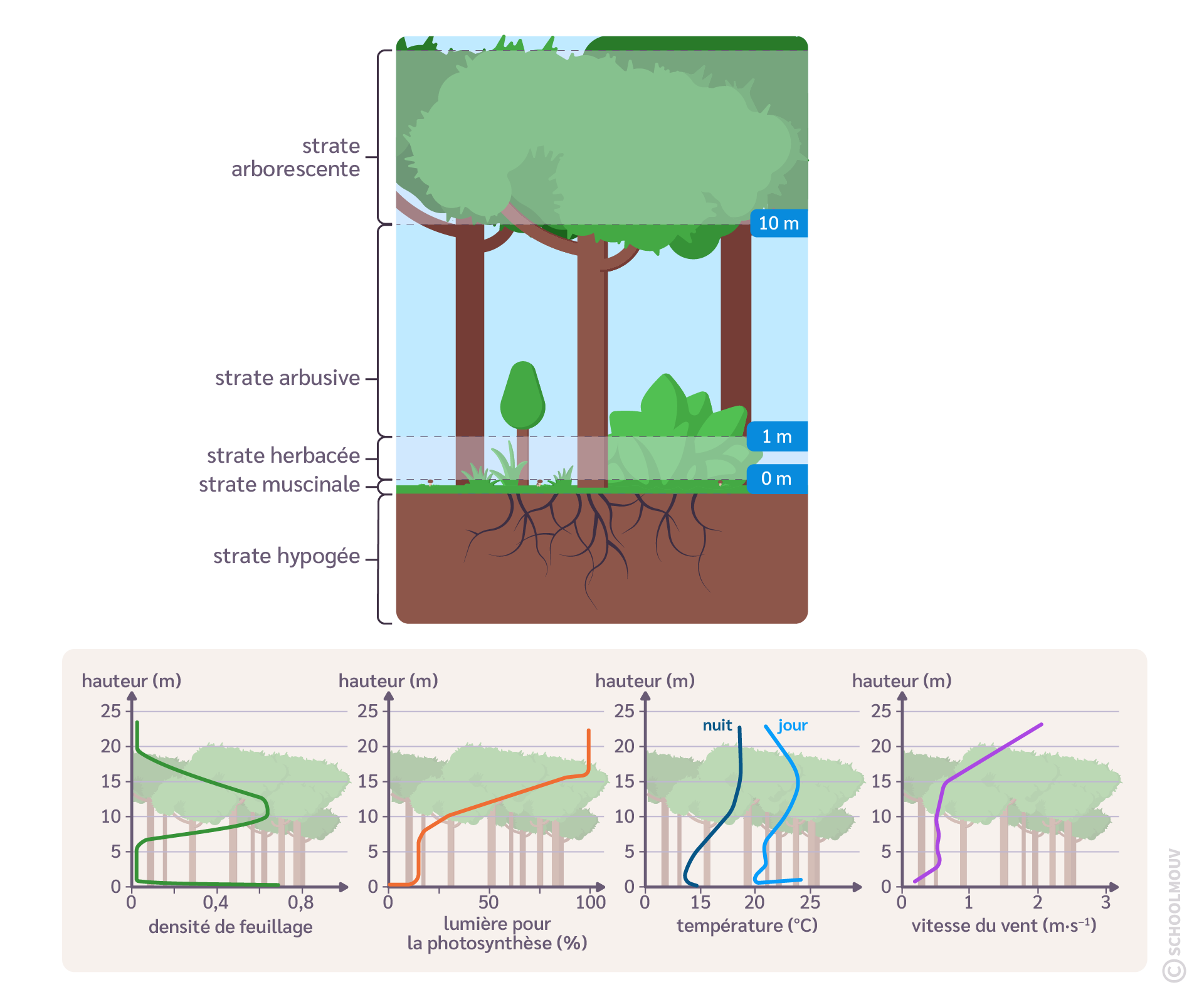 Organisation verticale d’une forêt de pins