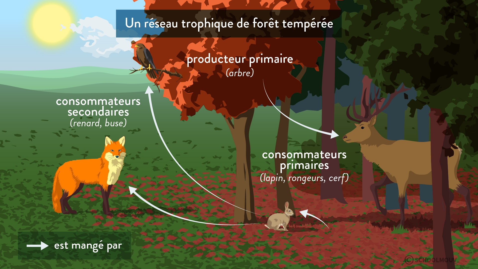Réseau trophique d’une forêt tempérée