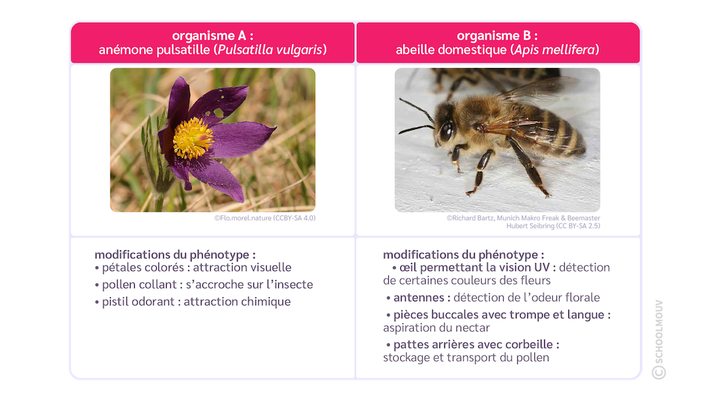 La pollinisation par les abeilles