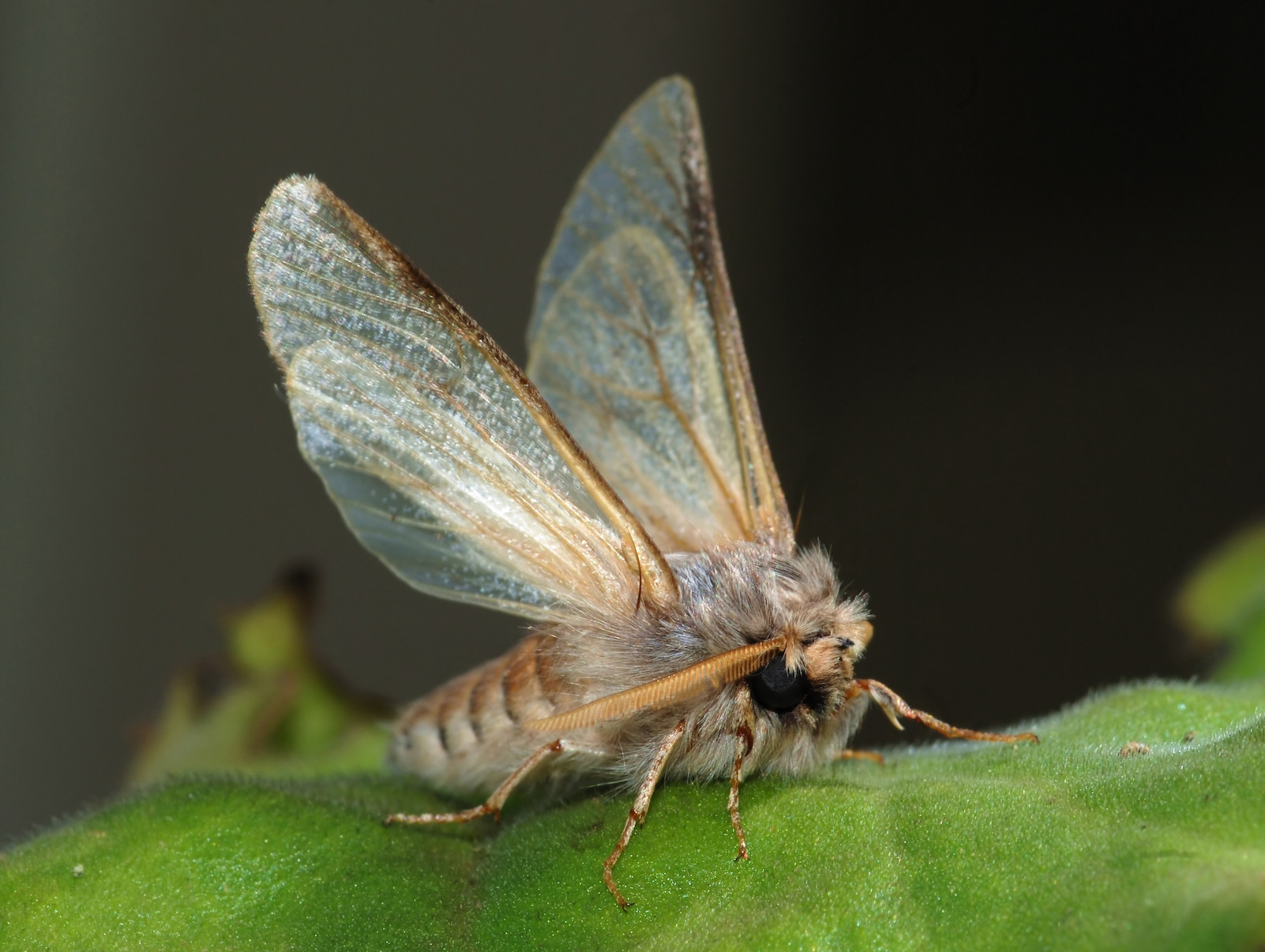 papillon