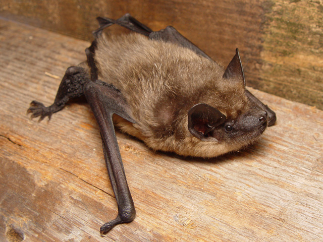 Chauve-souris