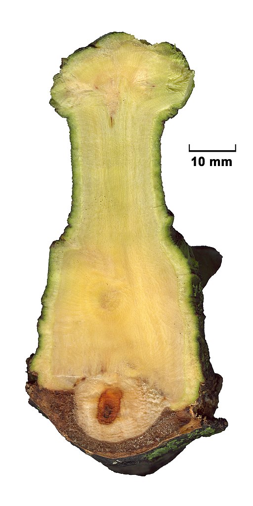 Coupe transversale d'une branche de peuplier hybride (Populus × canadensis) parasitée par du gui (Viscum album)