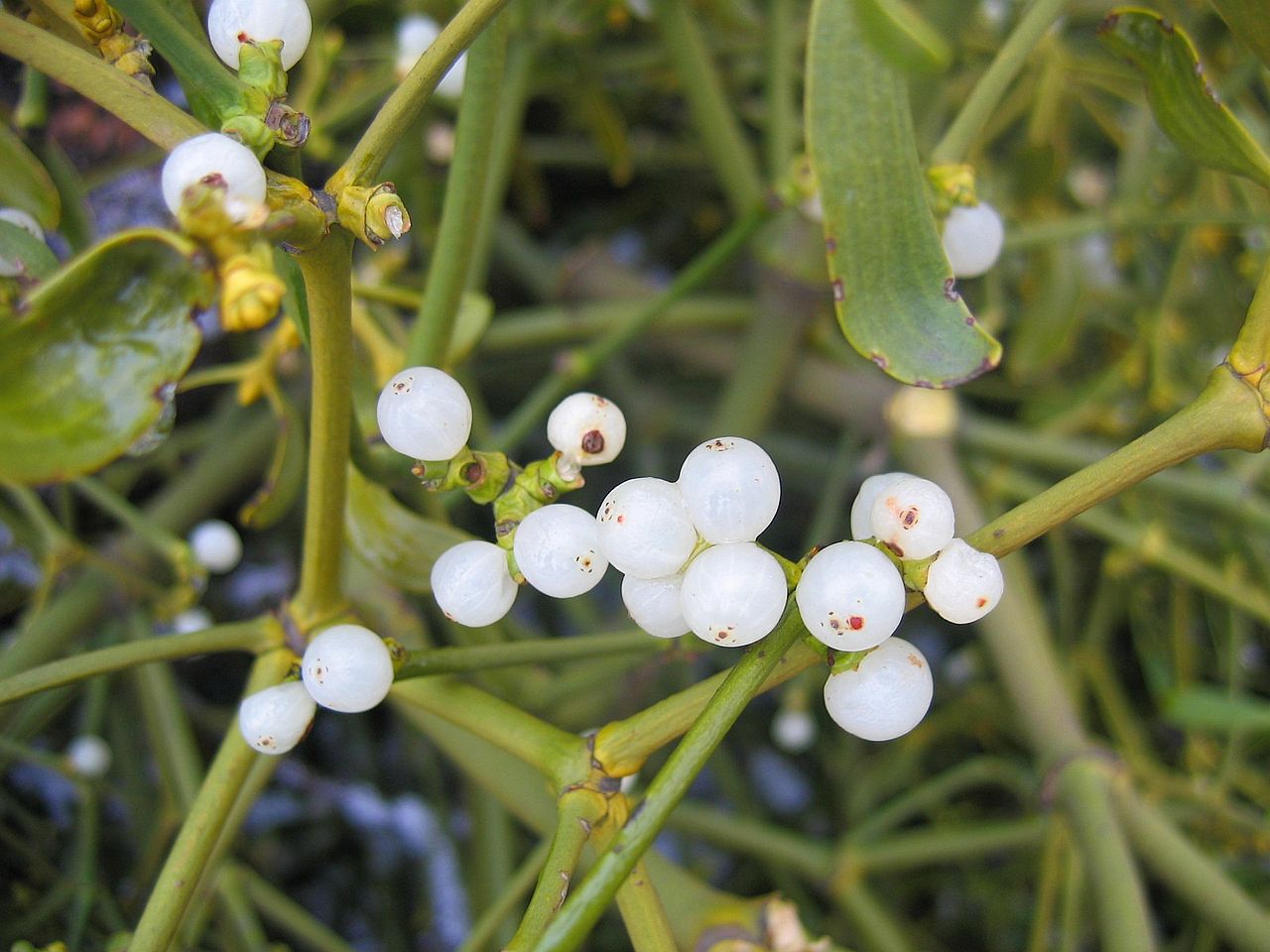 Fruits du gui