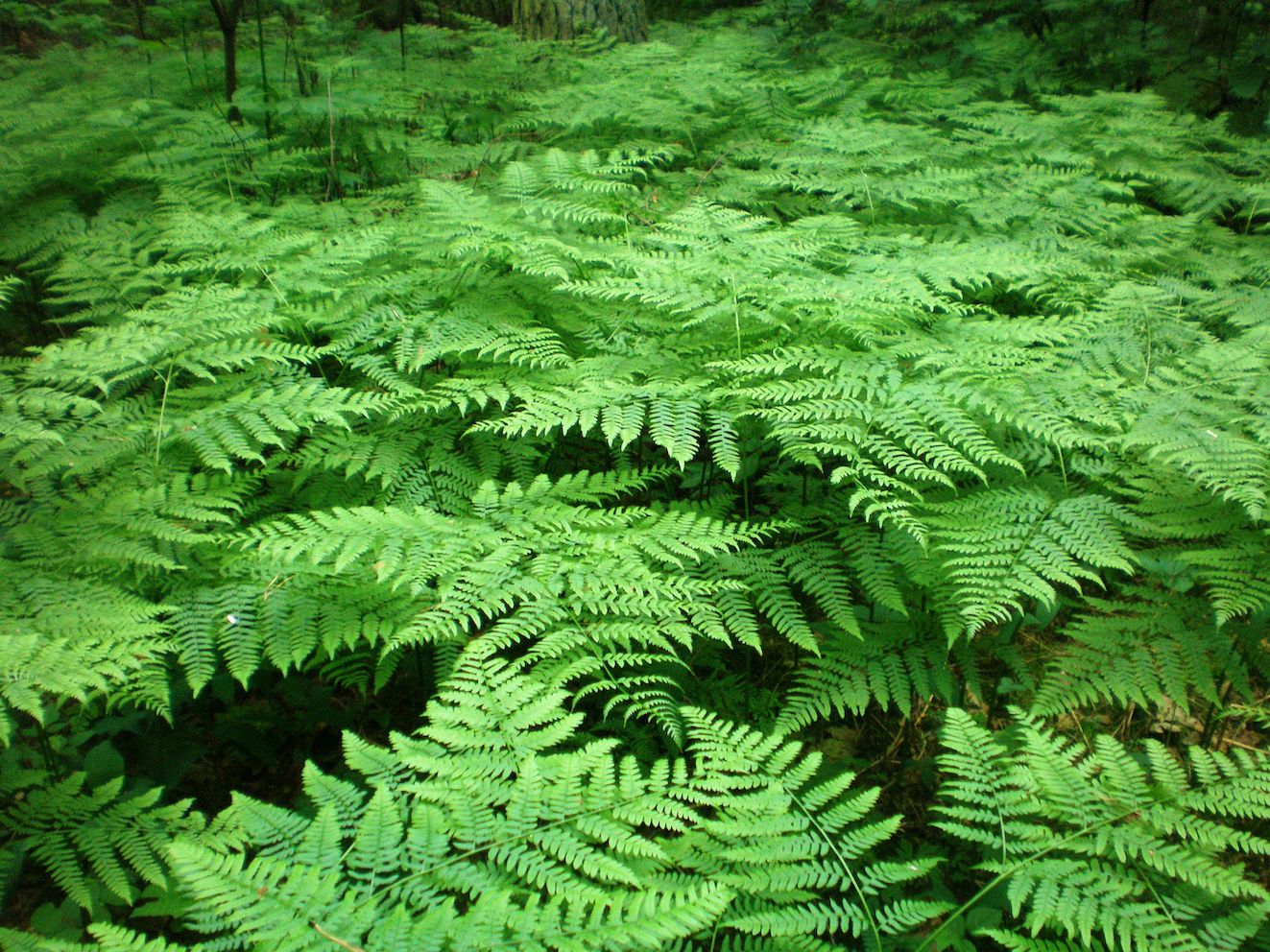 fougères Pteridium aquilinum