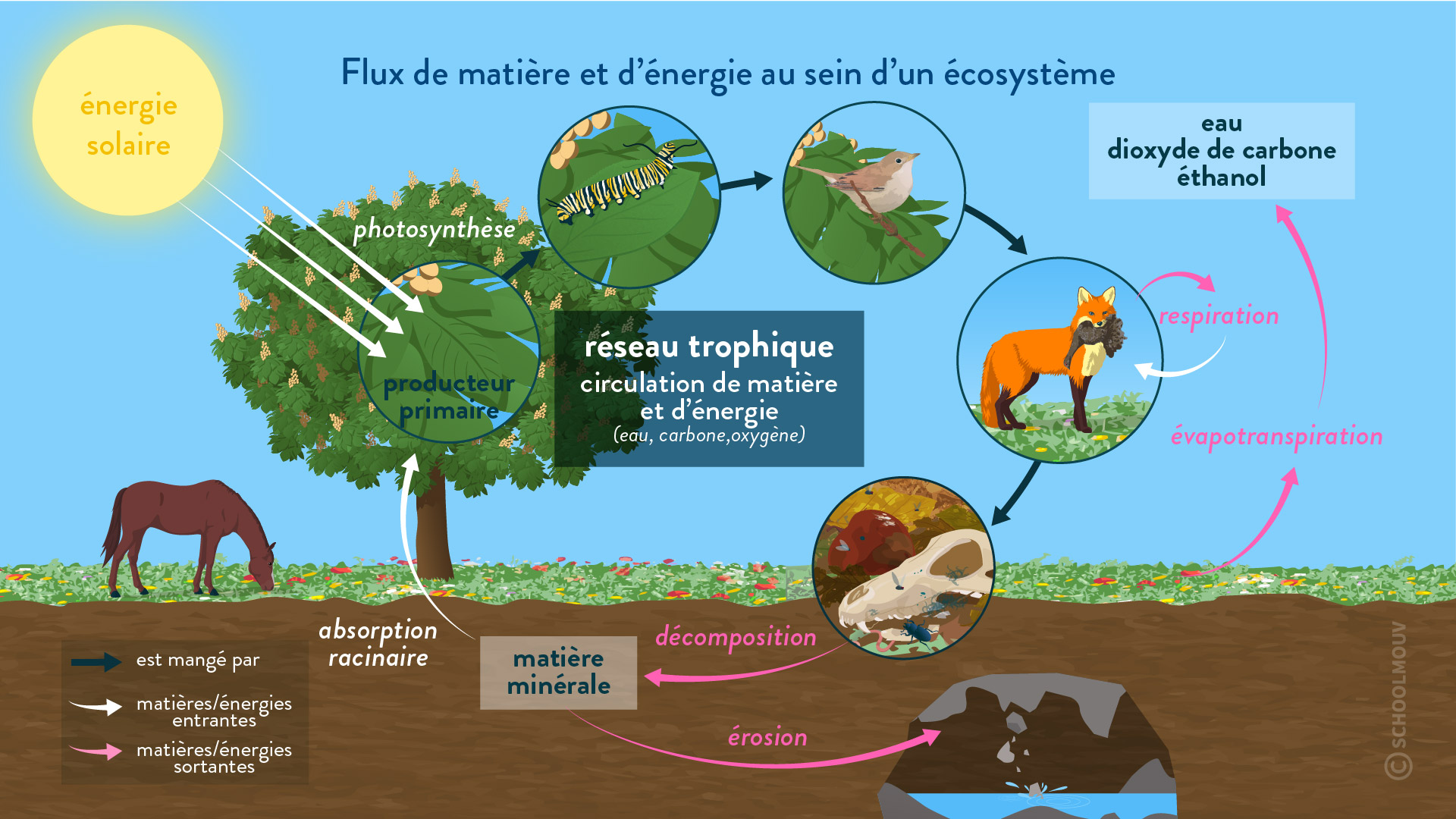 Flux de matière et d’énergie dans un écosystème