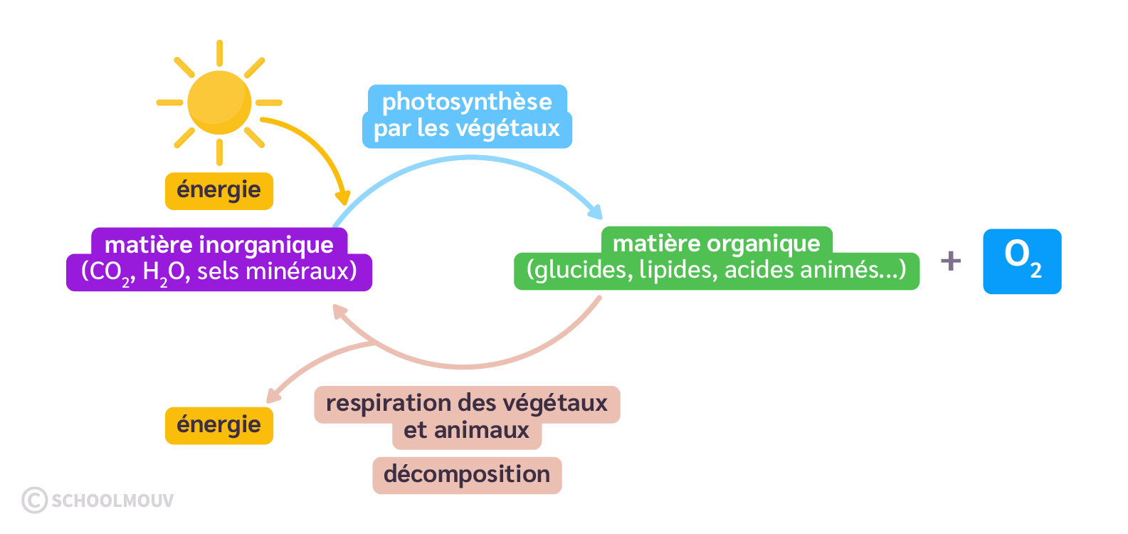 Les principaux métabolismes impliqués dans les flux de matière
