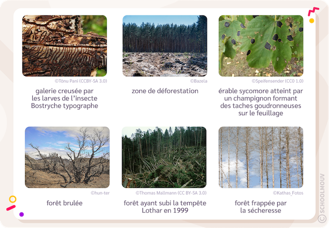 Diversité des perturbations d’un écosystème forestier