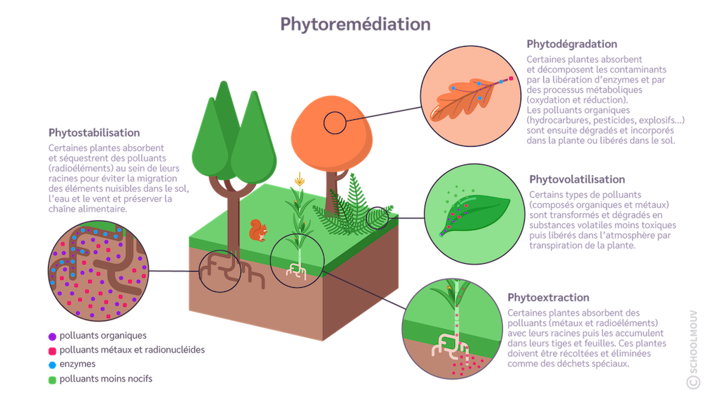 La phytoremédiation