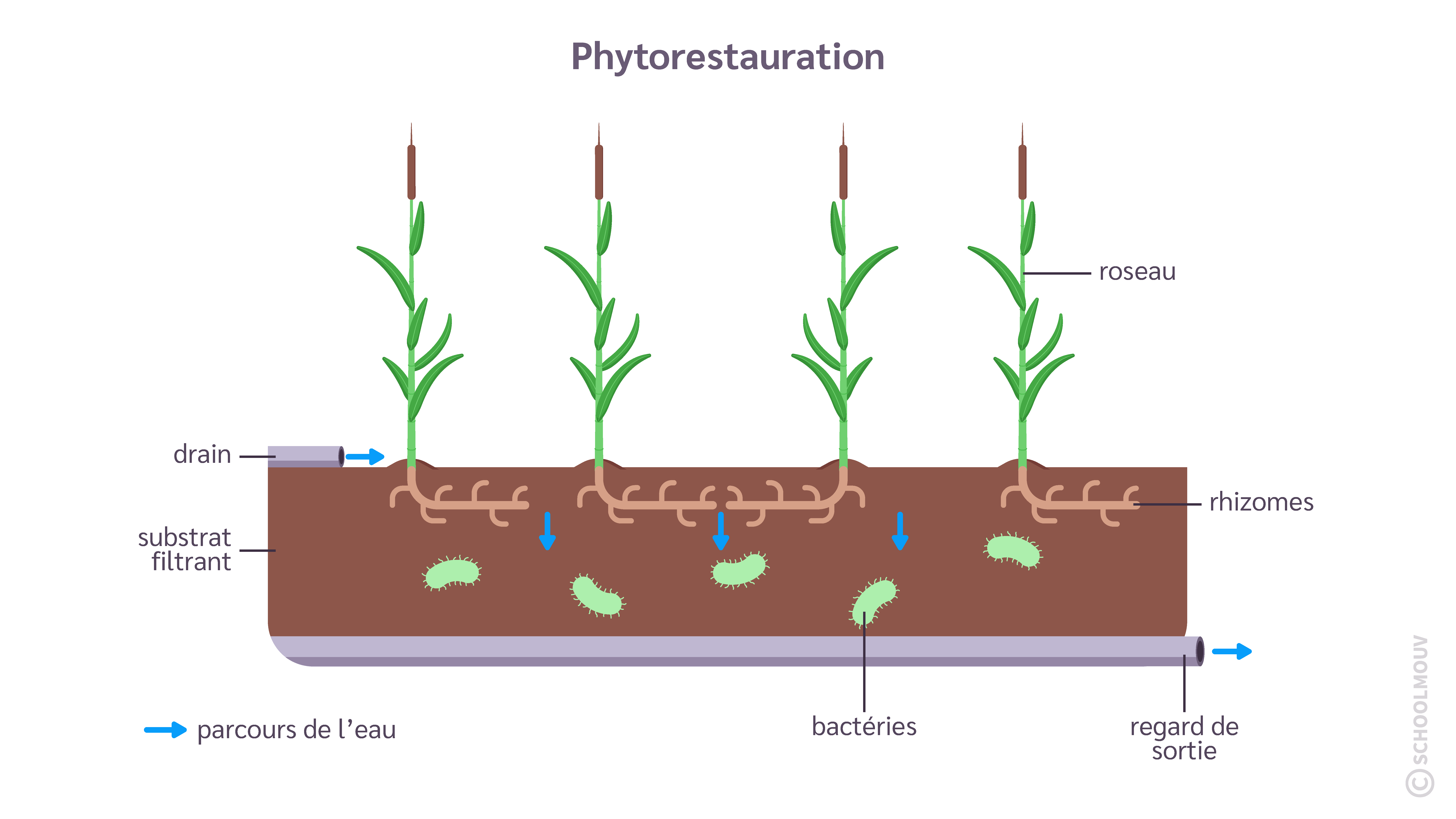 phytorestauration