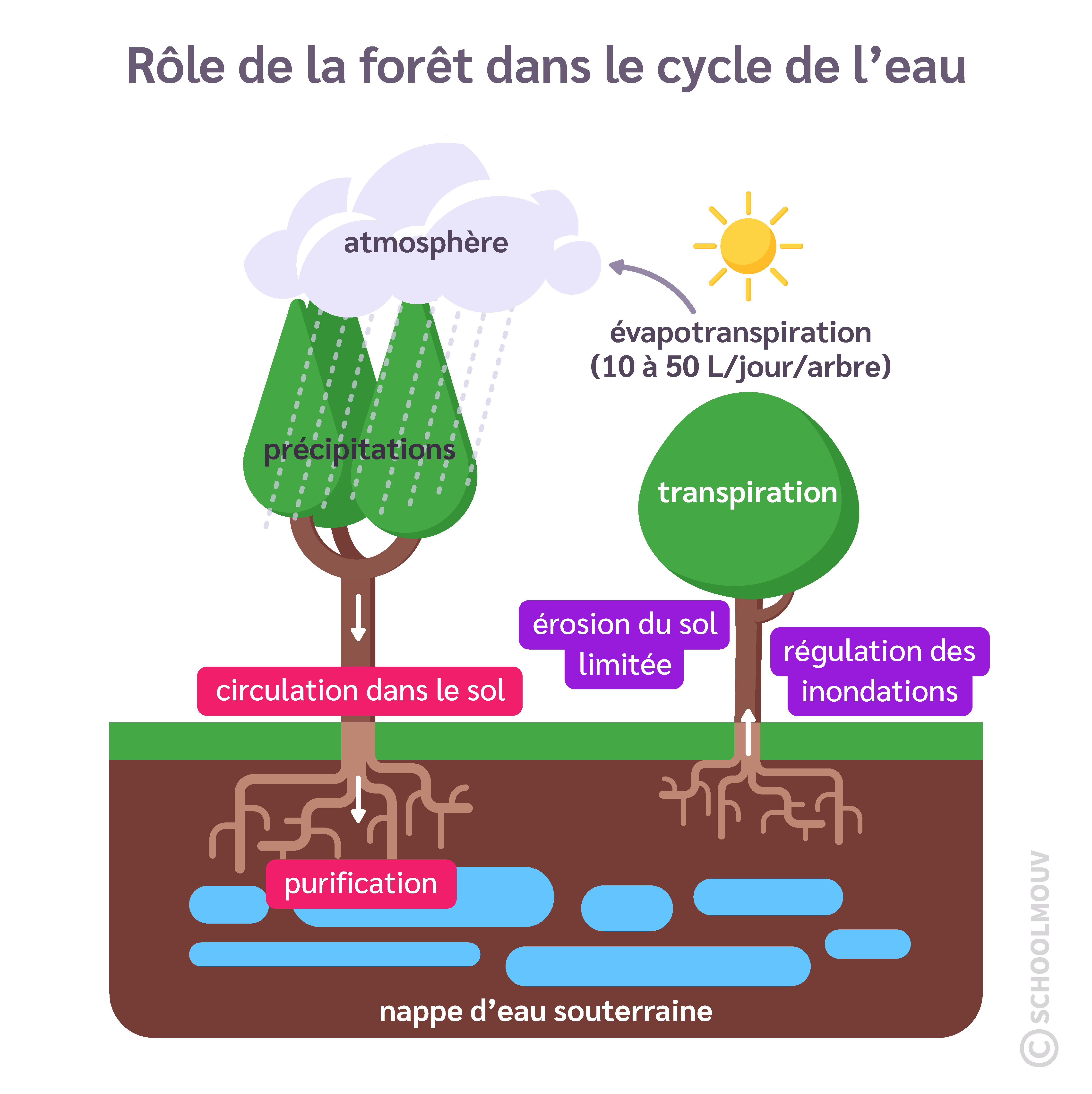 L’impact de l’écosystème forestier dans le cycle de l’eau