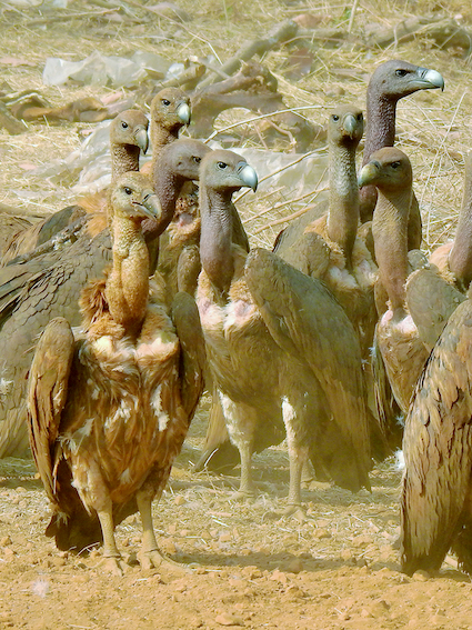 Vautours chamois