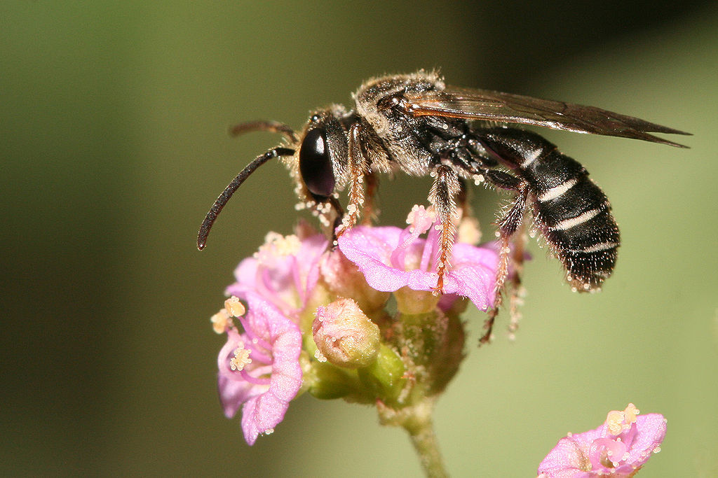Un pollinisateur est un organisme vecteur qui durant ses déplacements de fleur en fleur transporte involontairement des grains de pollens