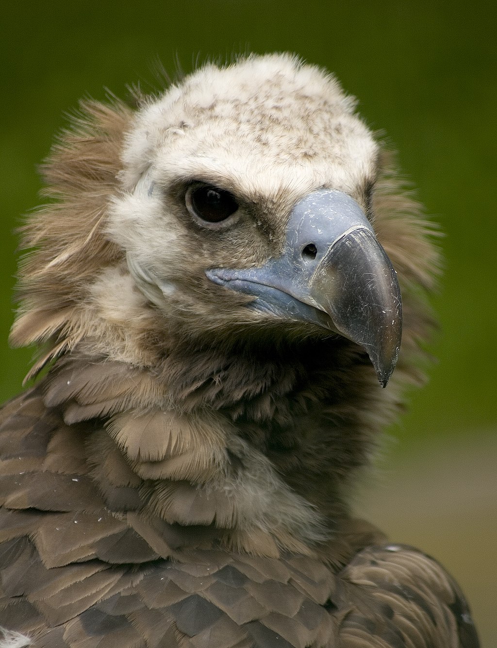 vautour moine