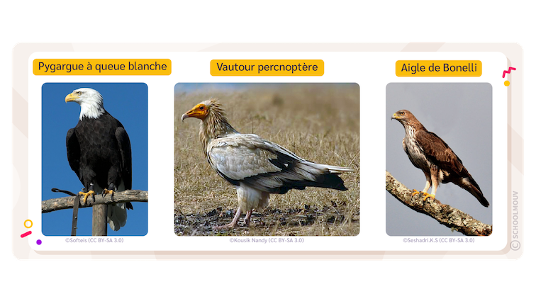 vautour percnoptère, pygargue à queue blanche et aigle de Bonelli