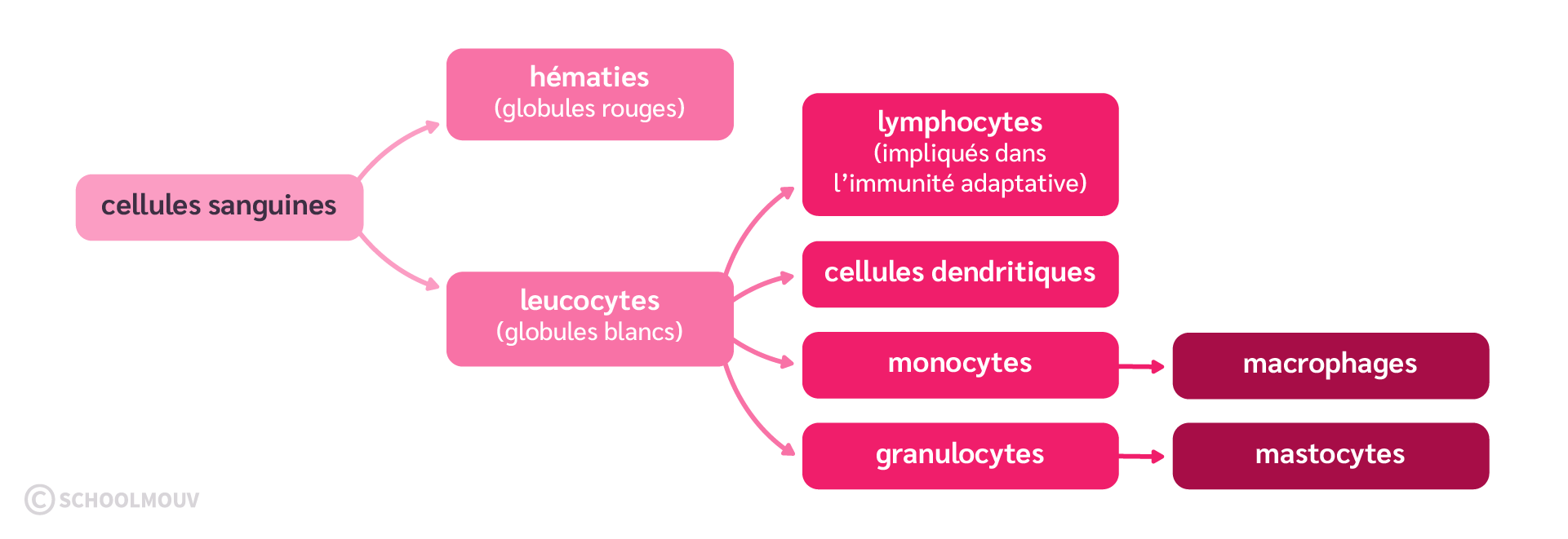 Classification des principales cellules sanguines