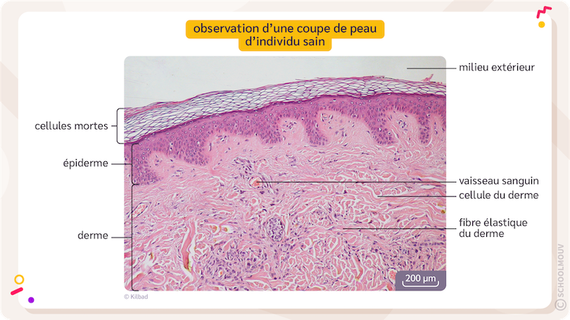 coupe de peau au microscope