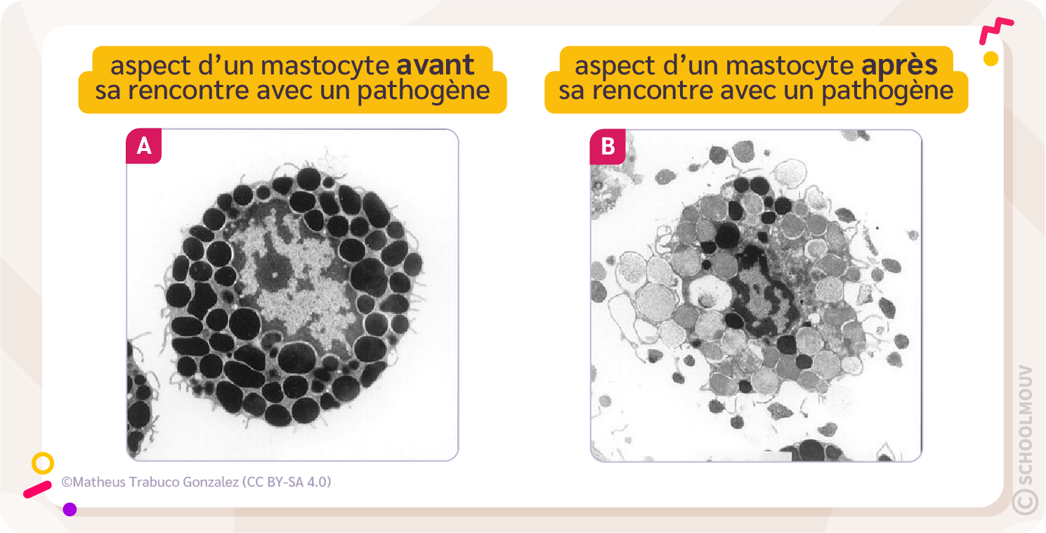 aspect d’un mastocyte avant et après sa rencontre avec un pathogène