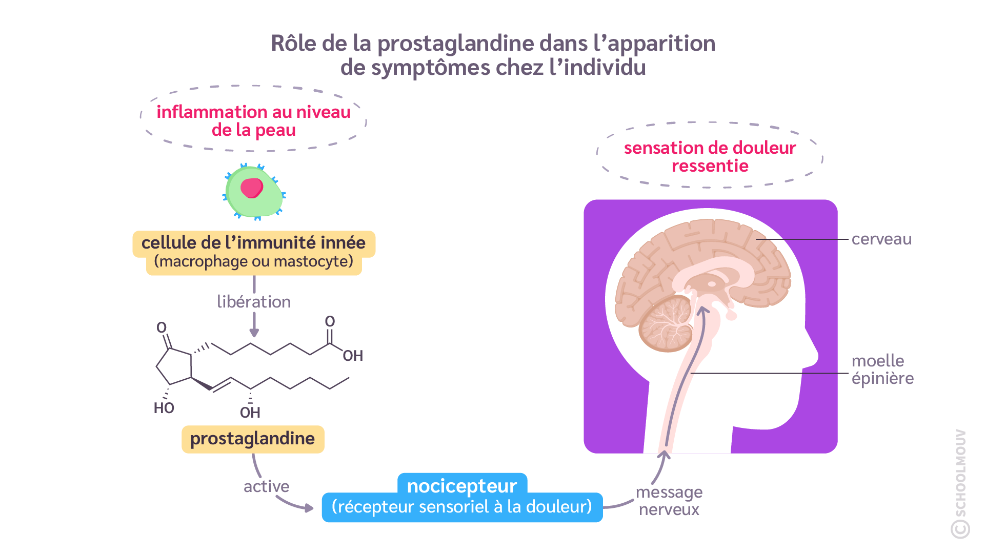 Rôle de la prostaglandine dans l’apparition de symptômes chez l’individu